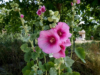 DSCN3527