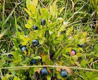 DSCN4976