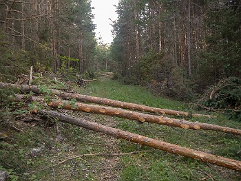 DSCN3732