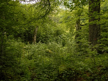 DSCN4614
