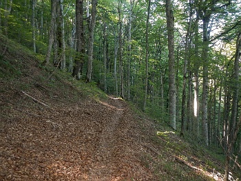 DSCN5347