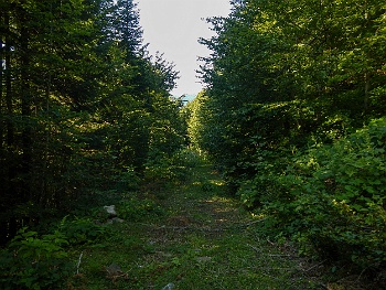 DSCN5522